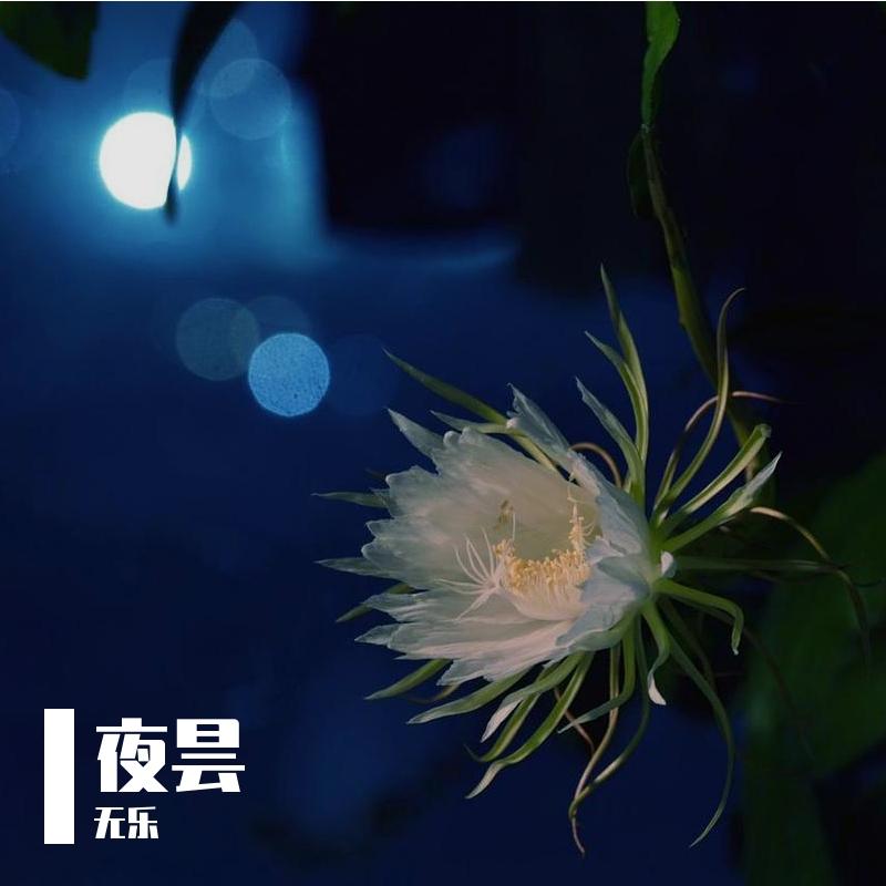 夜昙