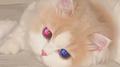 Pink blue专辑