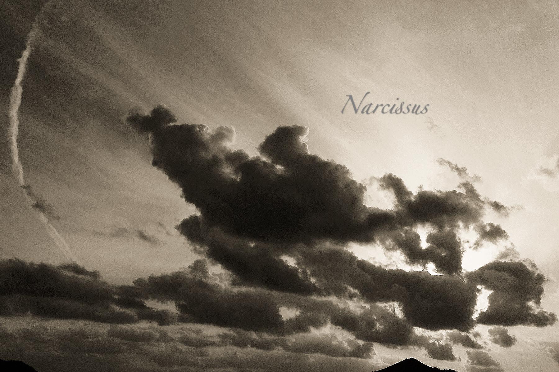 Narcissus专辑