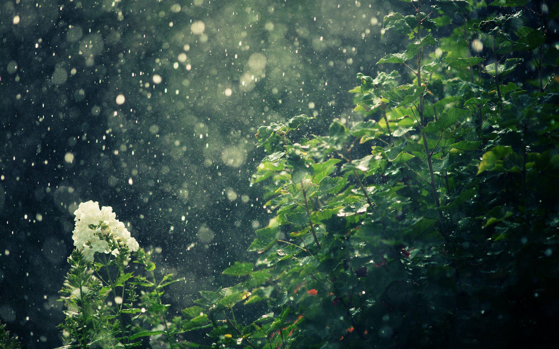 每一个盛夏的每一颗雨滴都会亲吻每一片叶子专辑