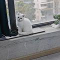 曾七柒