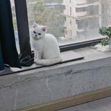 曾七柒