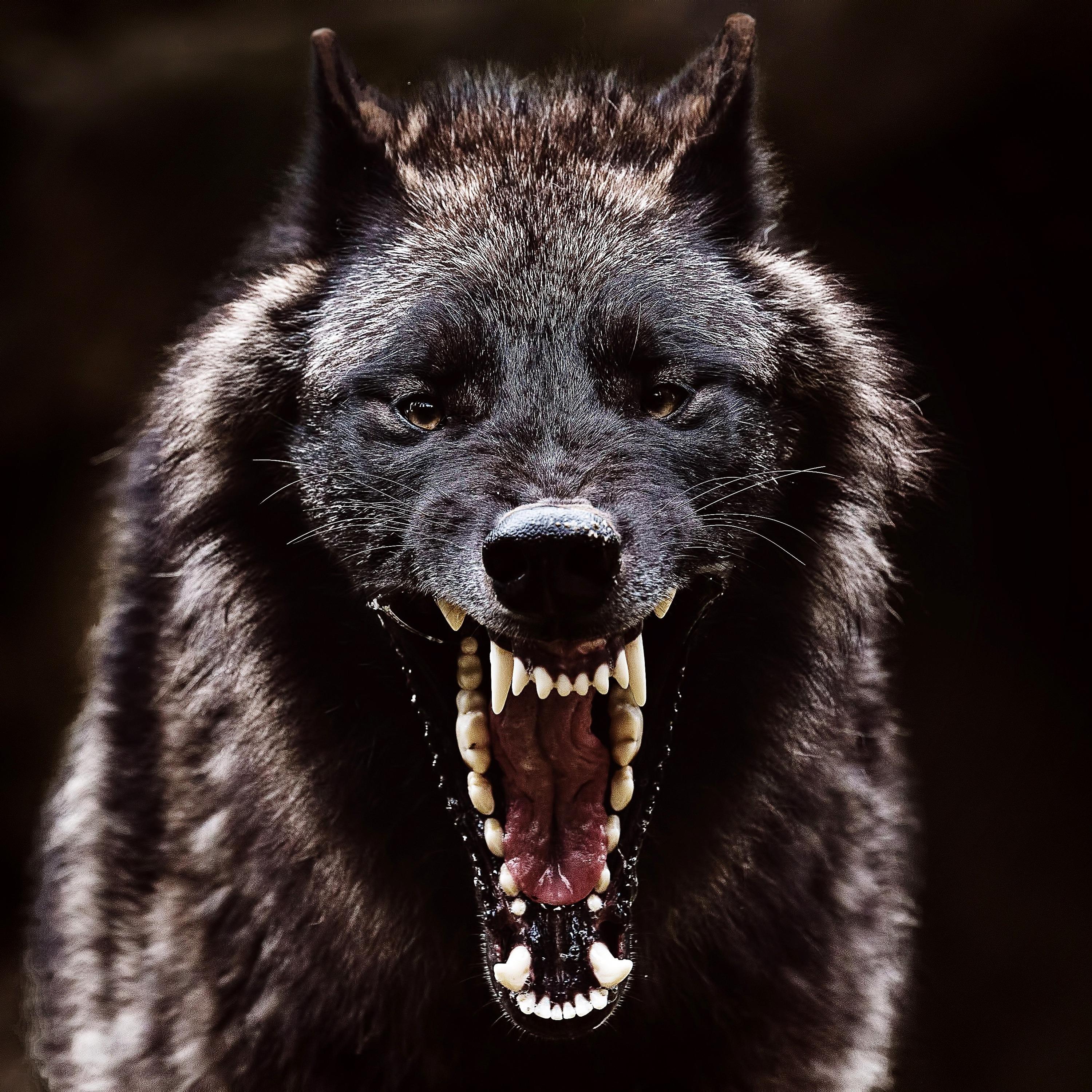 Wolf In Sheep's Clothing [REBORN]