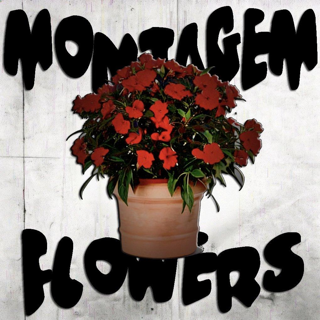 MONTAGEM FLOWERS