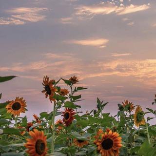 「处暑·暑去又一秋」夏天结束了