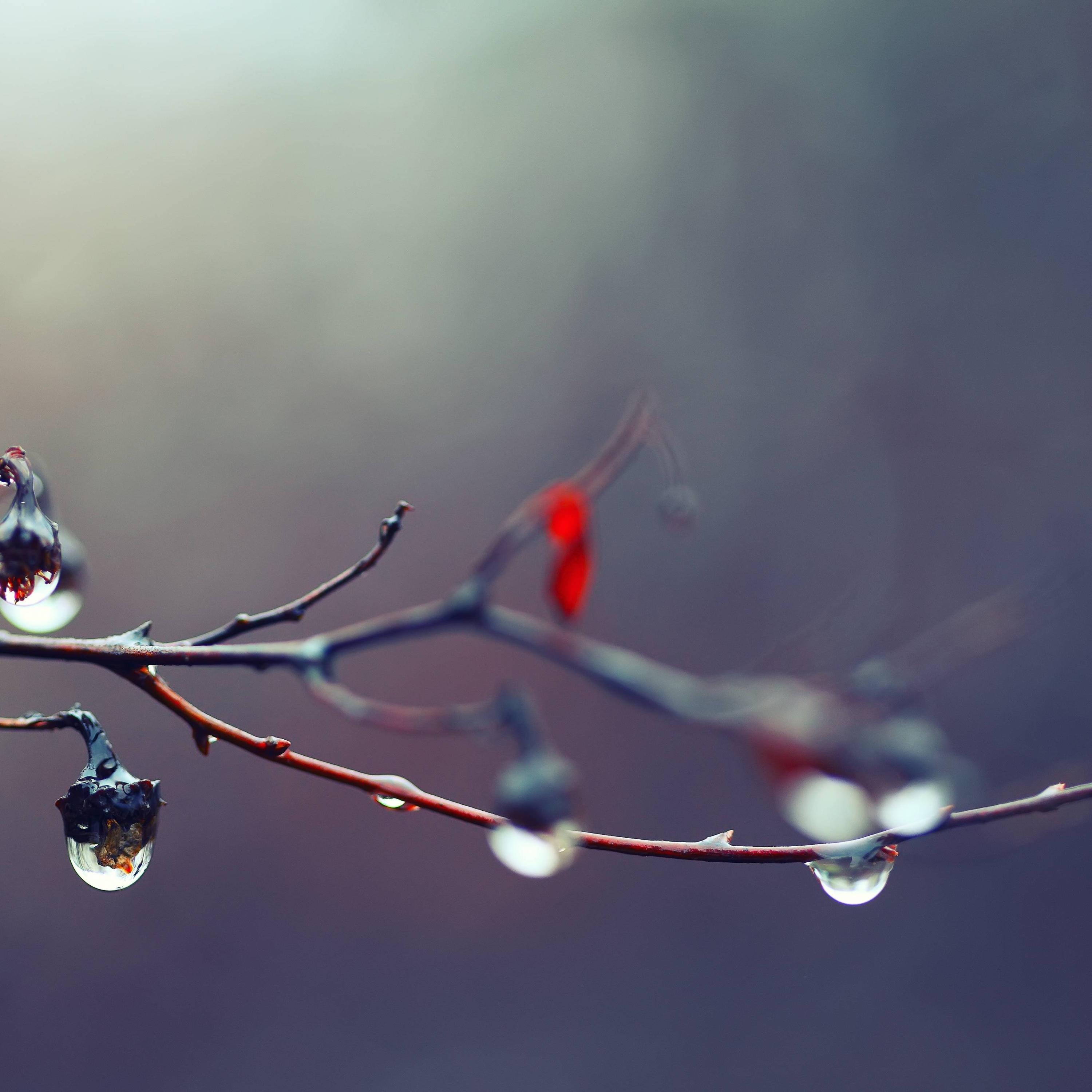 Sweet Drops Of Rain