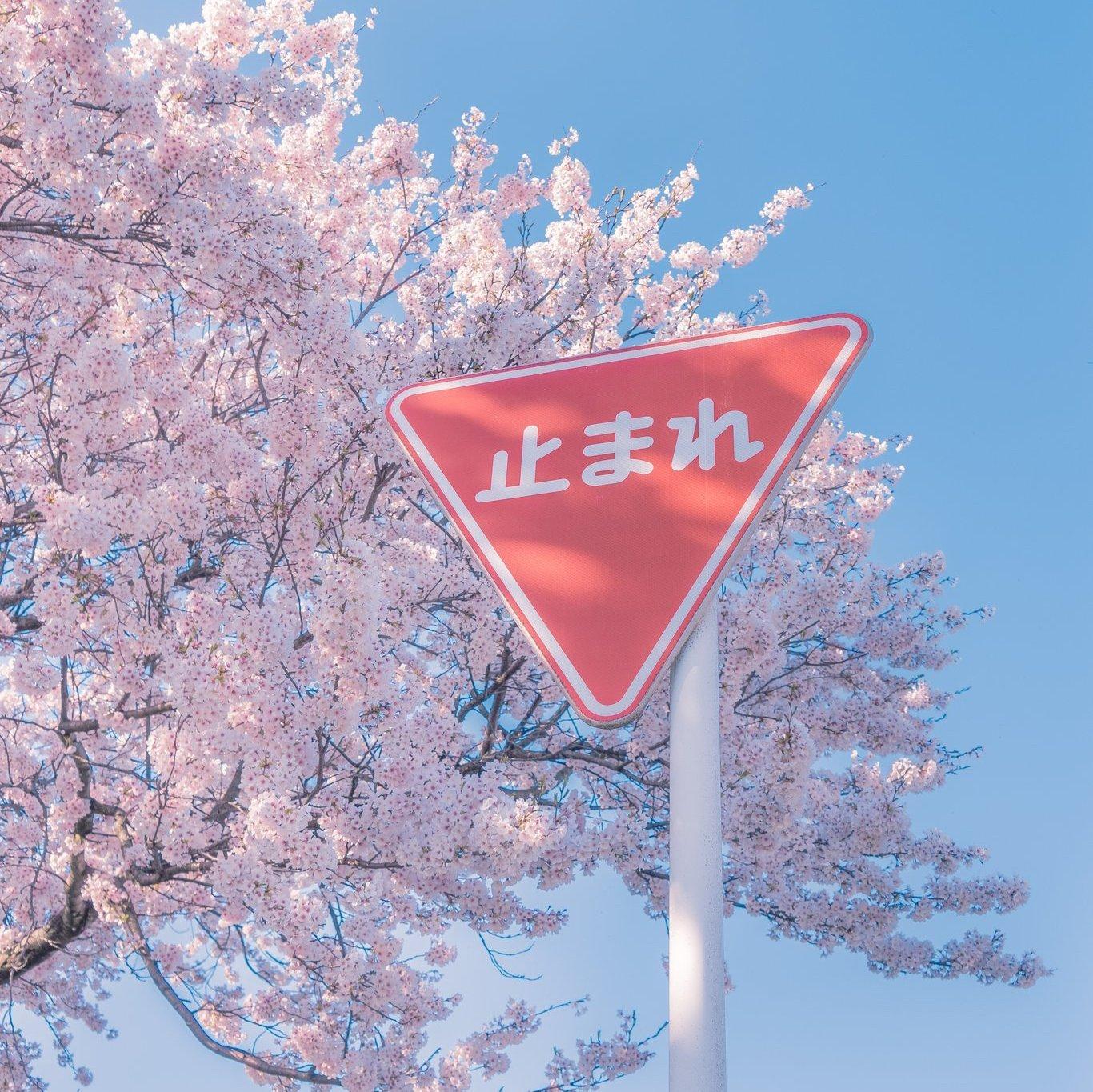 定格春日 | 目之所及，皆是春天
