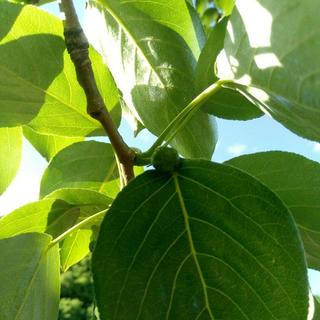 校园民谣♛抒情音乐(小众)