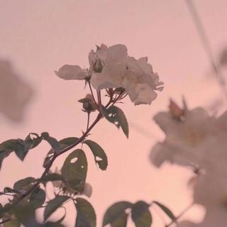 ［翻唱］好听的歌都没有完整版