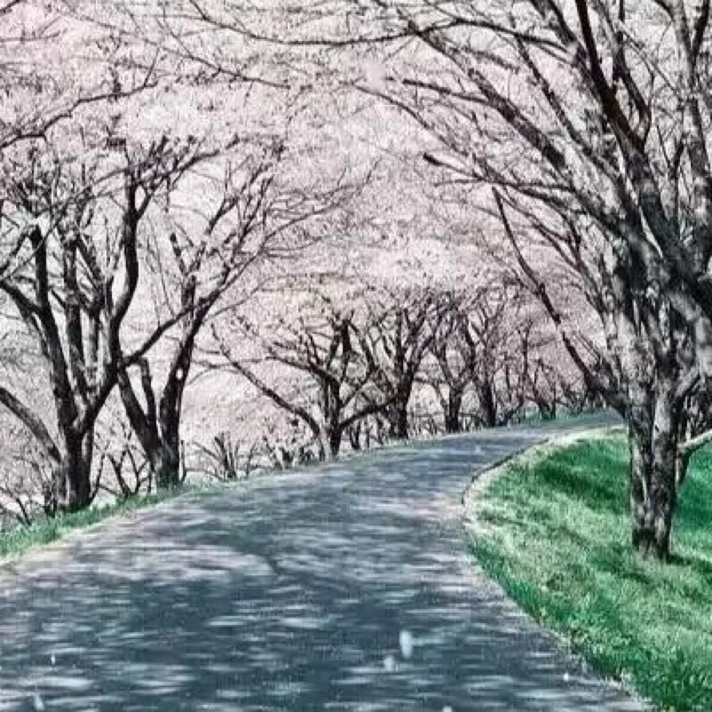 你并不知道这些是日文歌