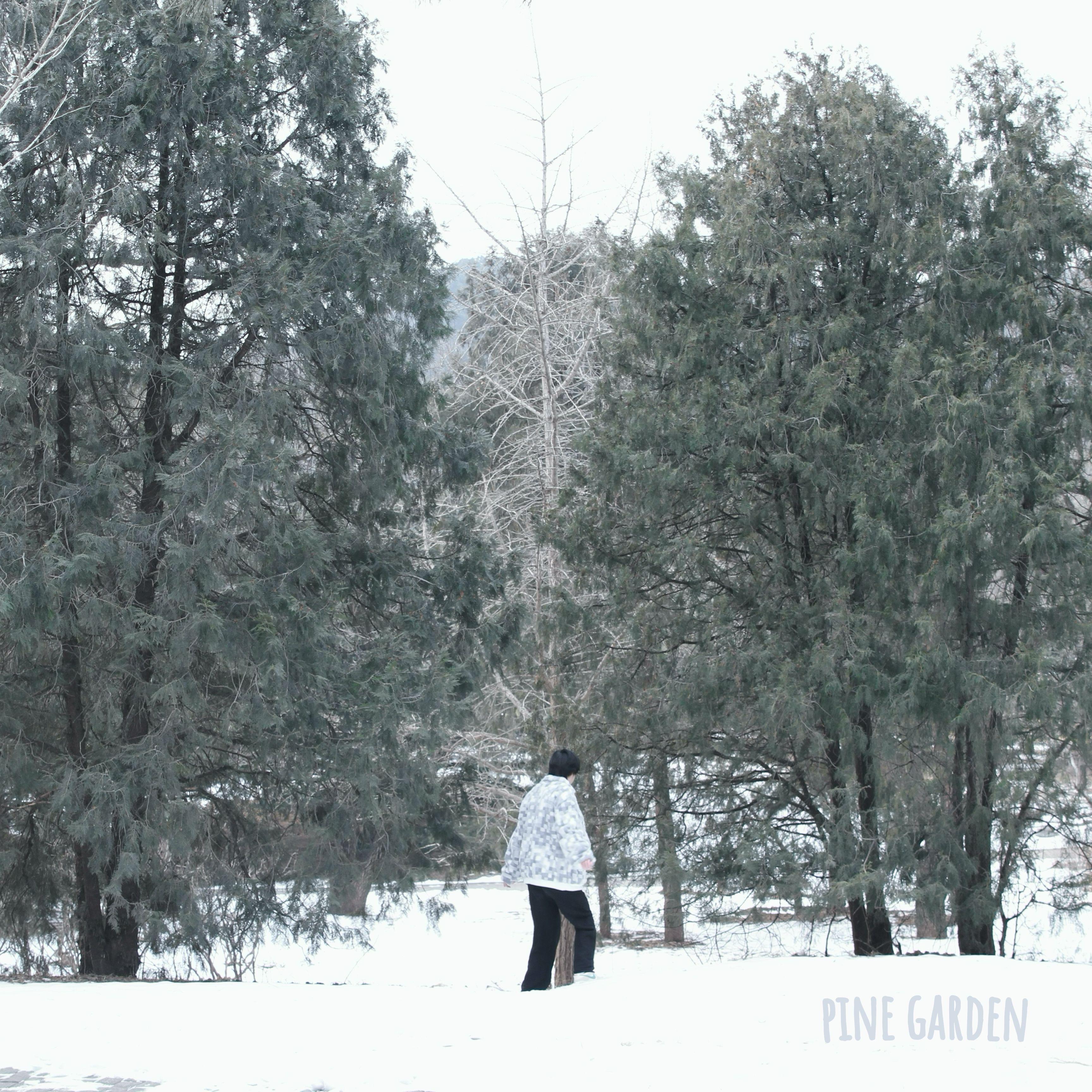 pine garden