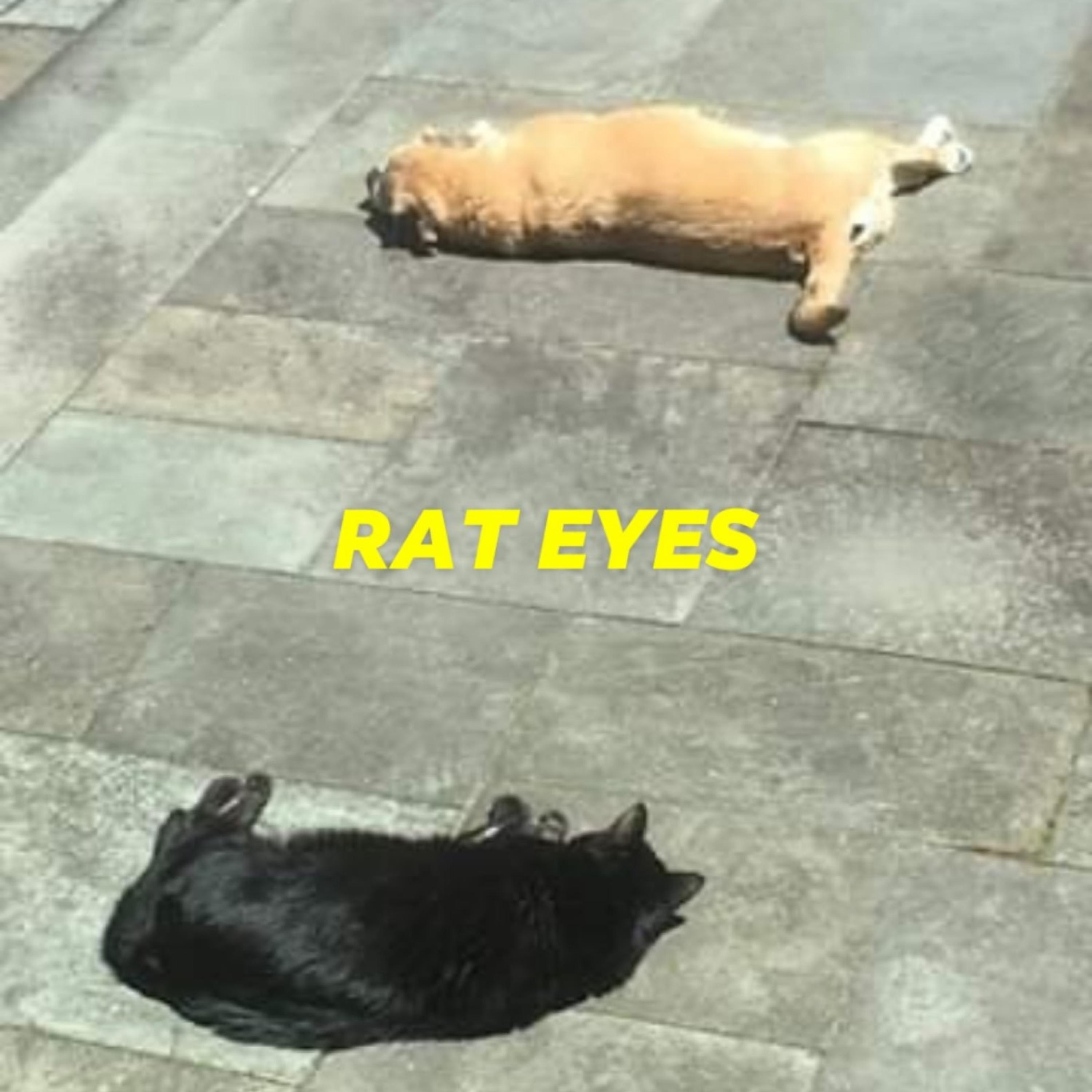 Rat Eyes