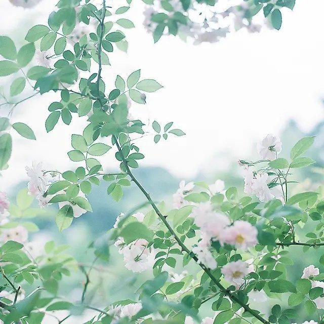 Fresh Melody/清新的旋律