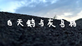 白天鹅与灰乌鸦专辑