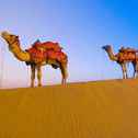 沙漠骆驼专辑