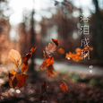 落泪成枫