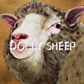 DOLLY SHEEP