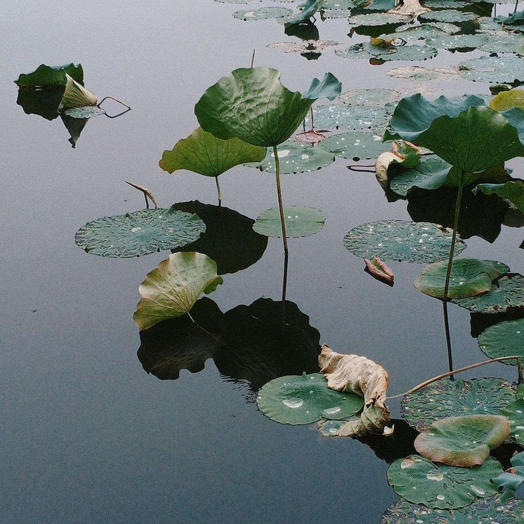 静心、清心、养心曲 | 在线播放 | 网易云音乐