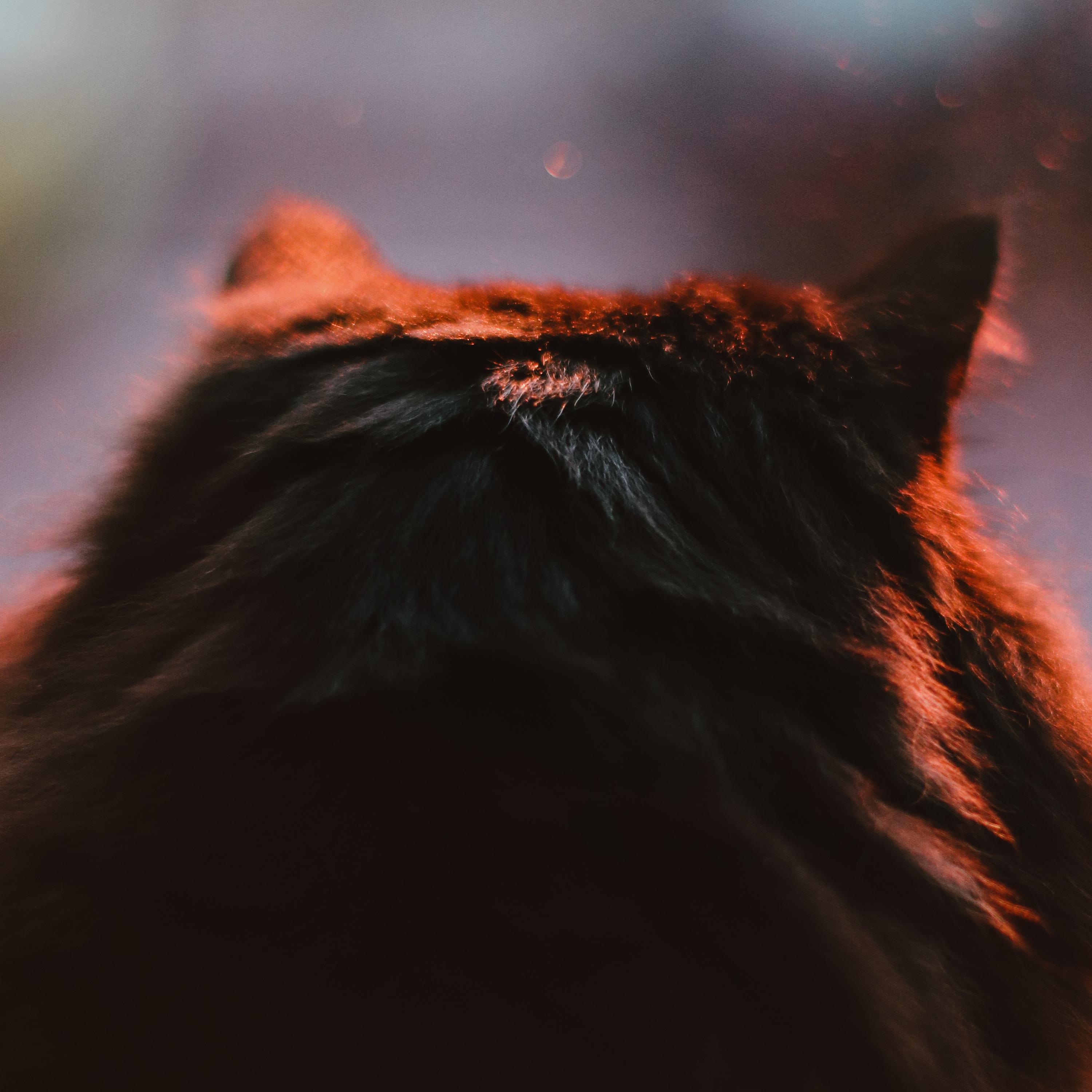 Rush To The Light