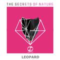 Leopard(Original Mix)