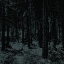 Abstrakter Wald专辑