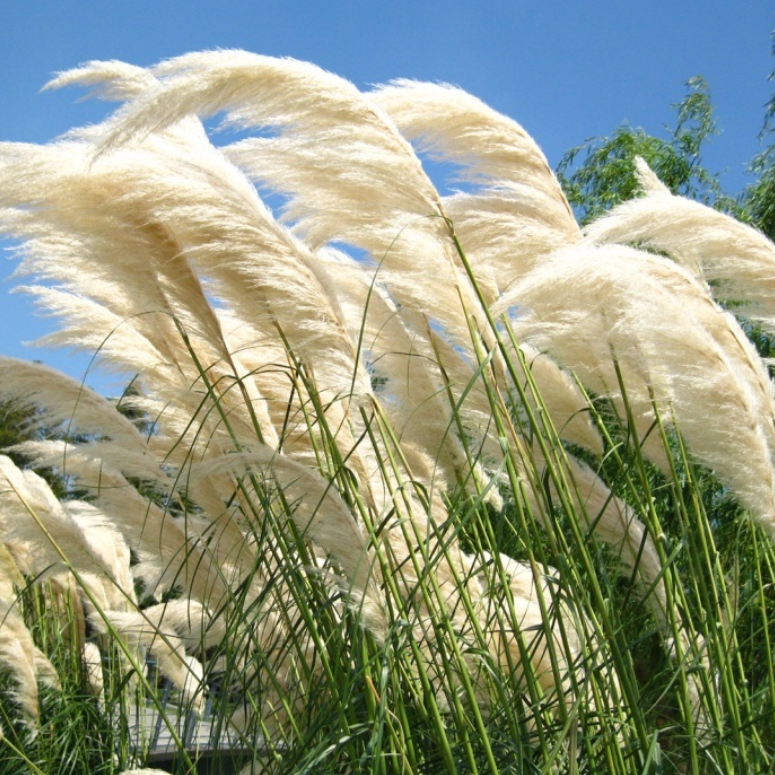 芦苇飞