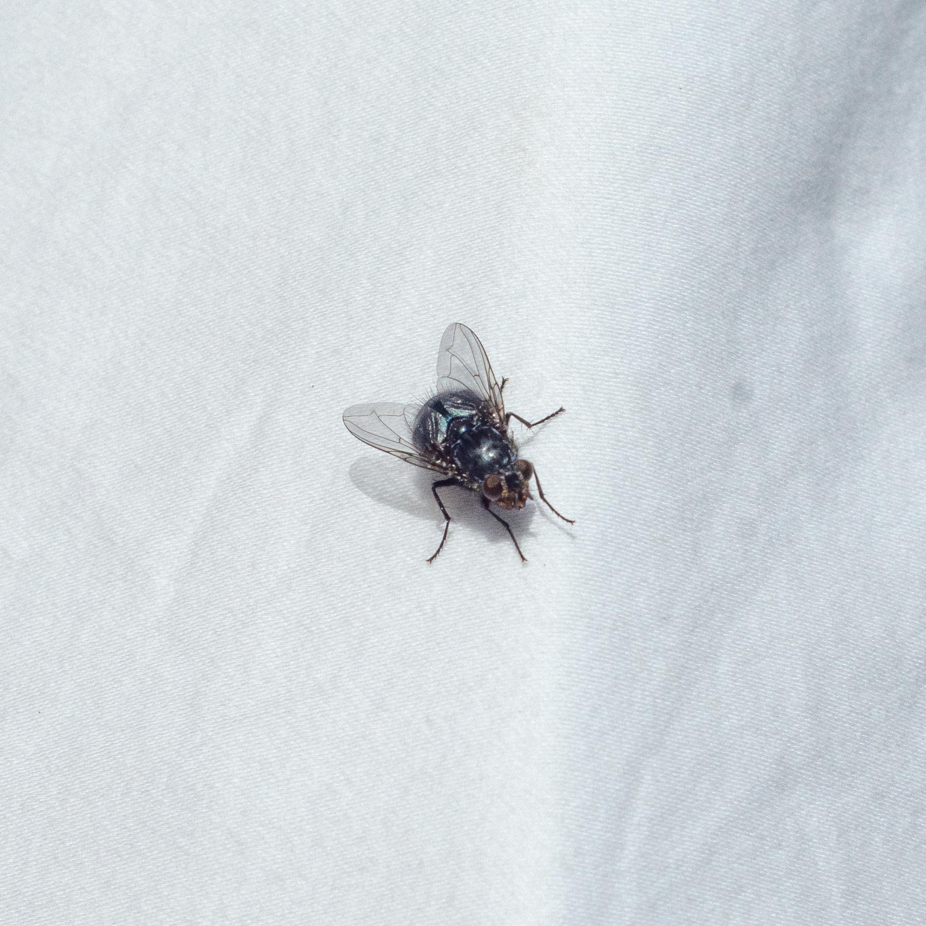Year of the Fly