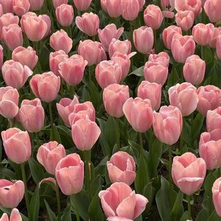 年年有风 风吹年年 慢慢即漫漫