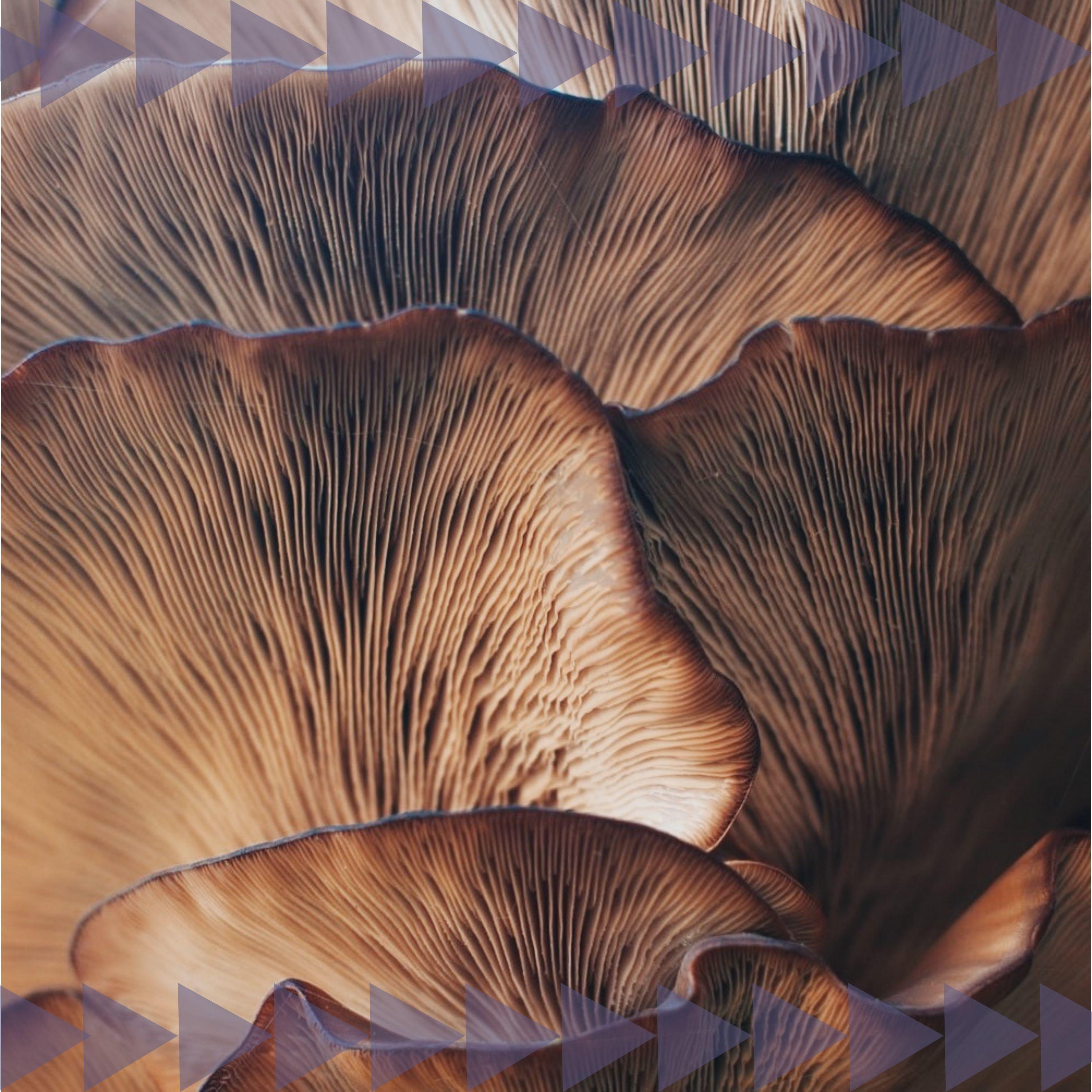 Mushroom Vacation