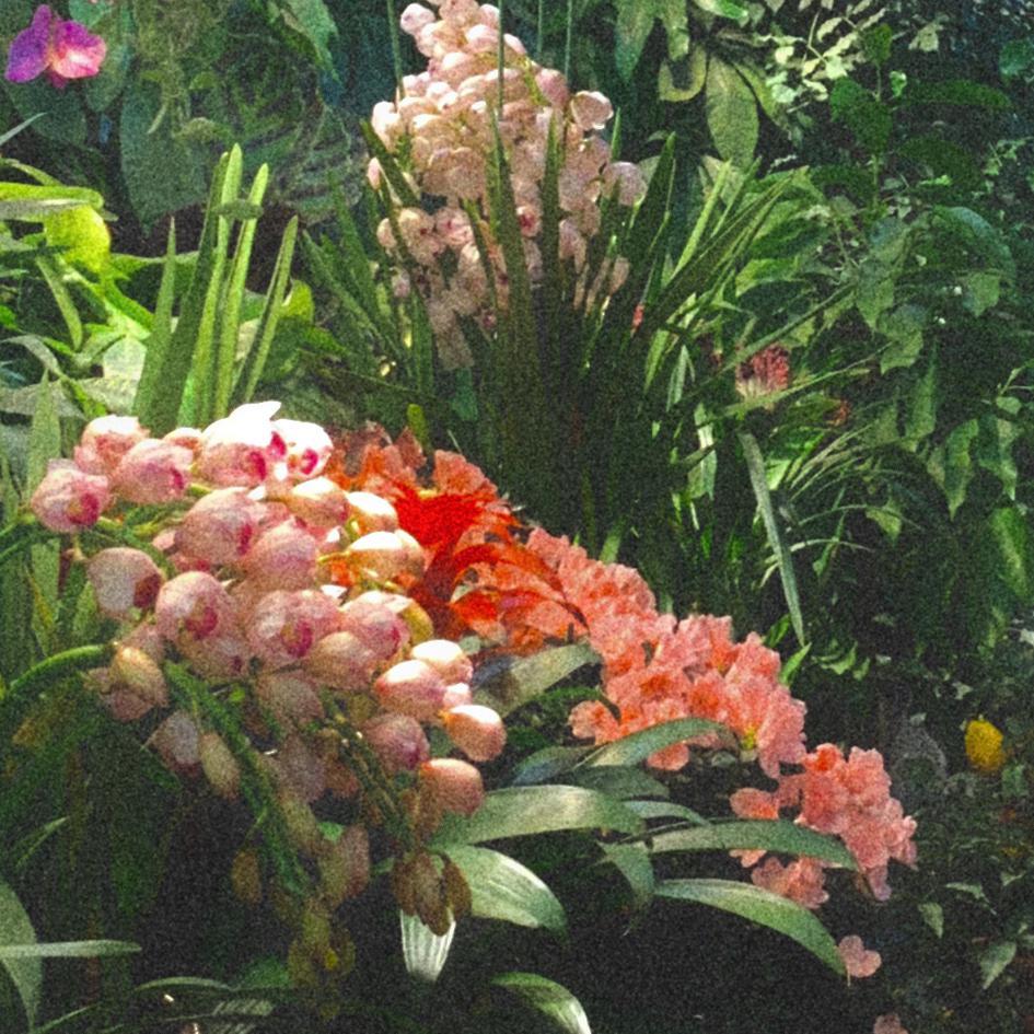 憬俗的森林
