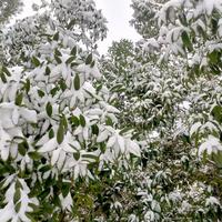 三情旧雪