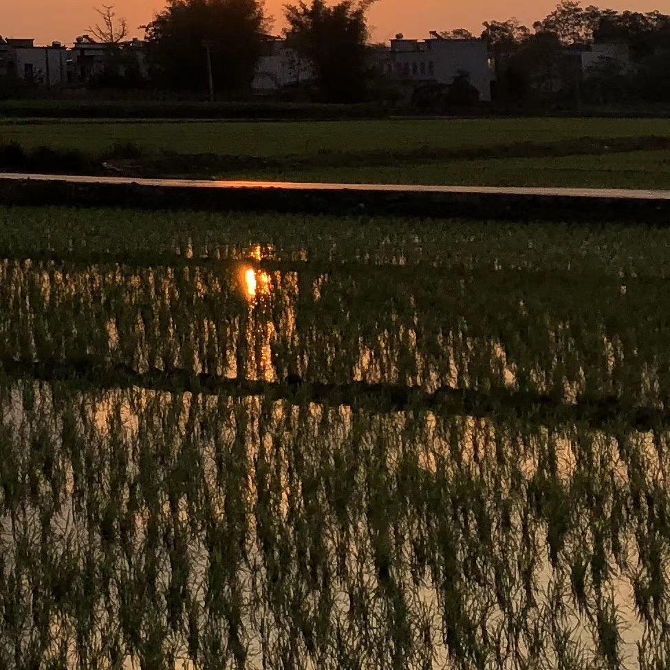 红蜻蜓（赤とんぼ）