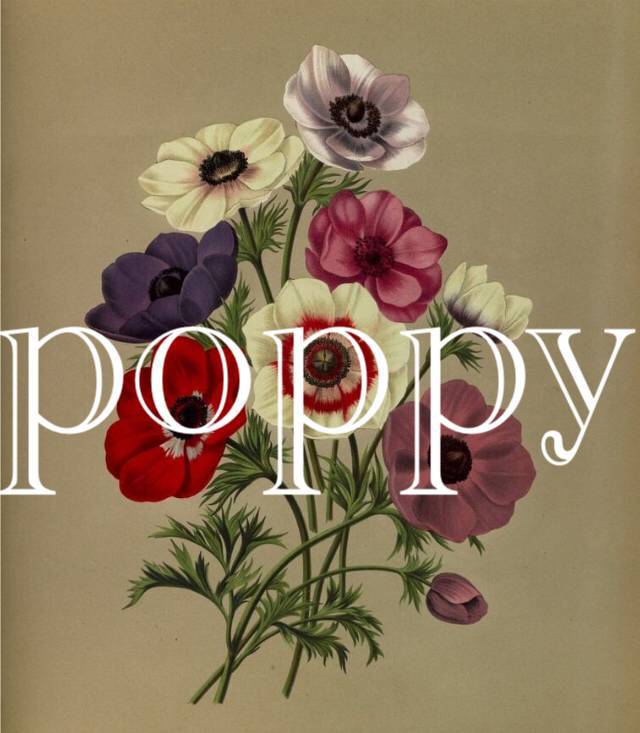 POPPY专辑