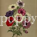 POPPY专辑