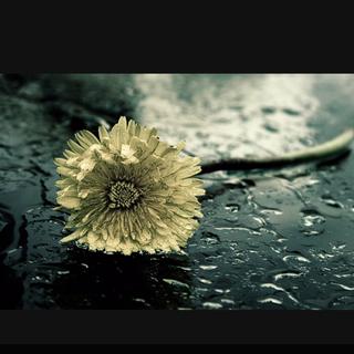 最好的纯音在这