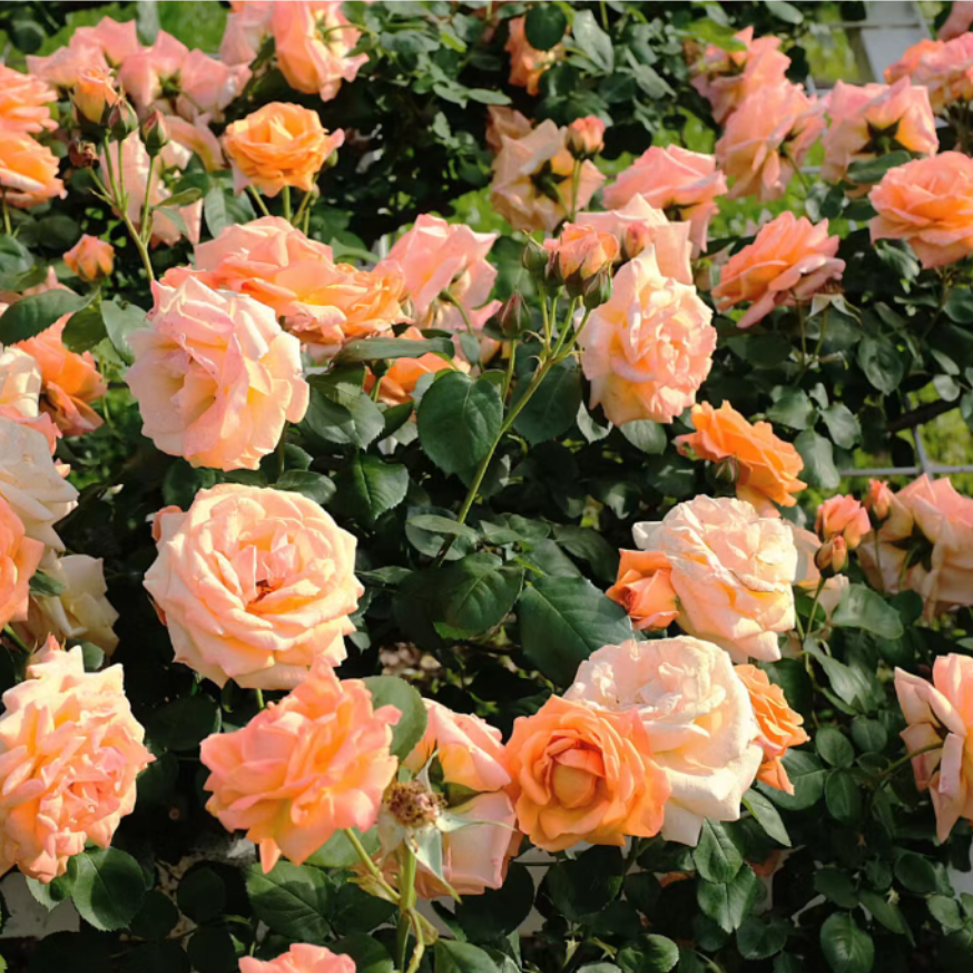 Rosa spp
