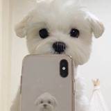 也球儿