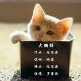 大懒猫