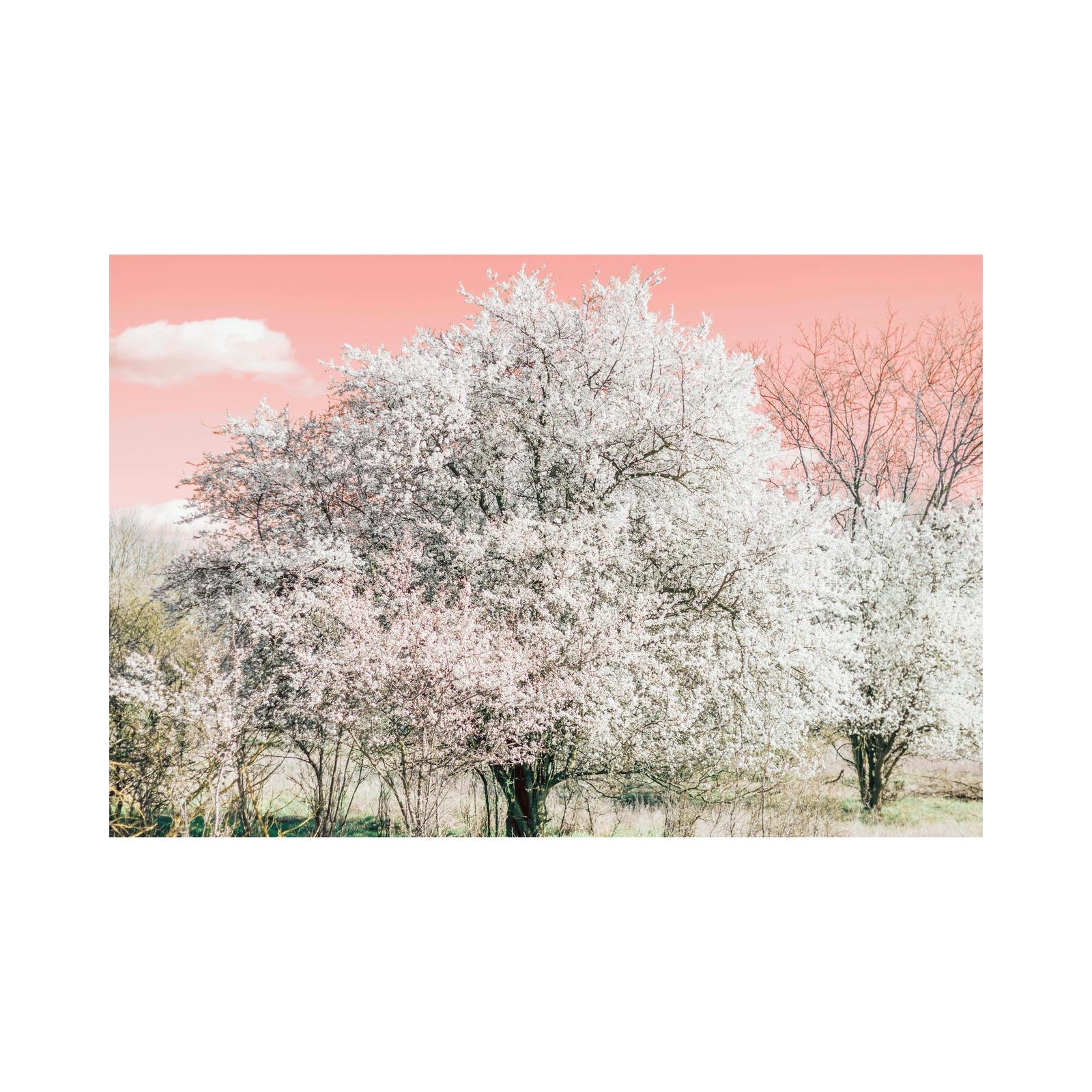 三春の滝桜