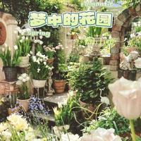 袁小葳 - 烂在梦中的花(原版伴奏)