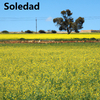 Soledad - Corre amor