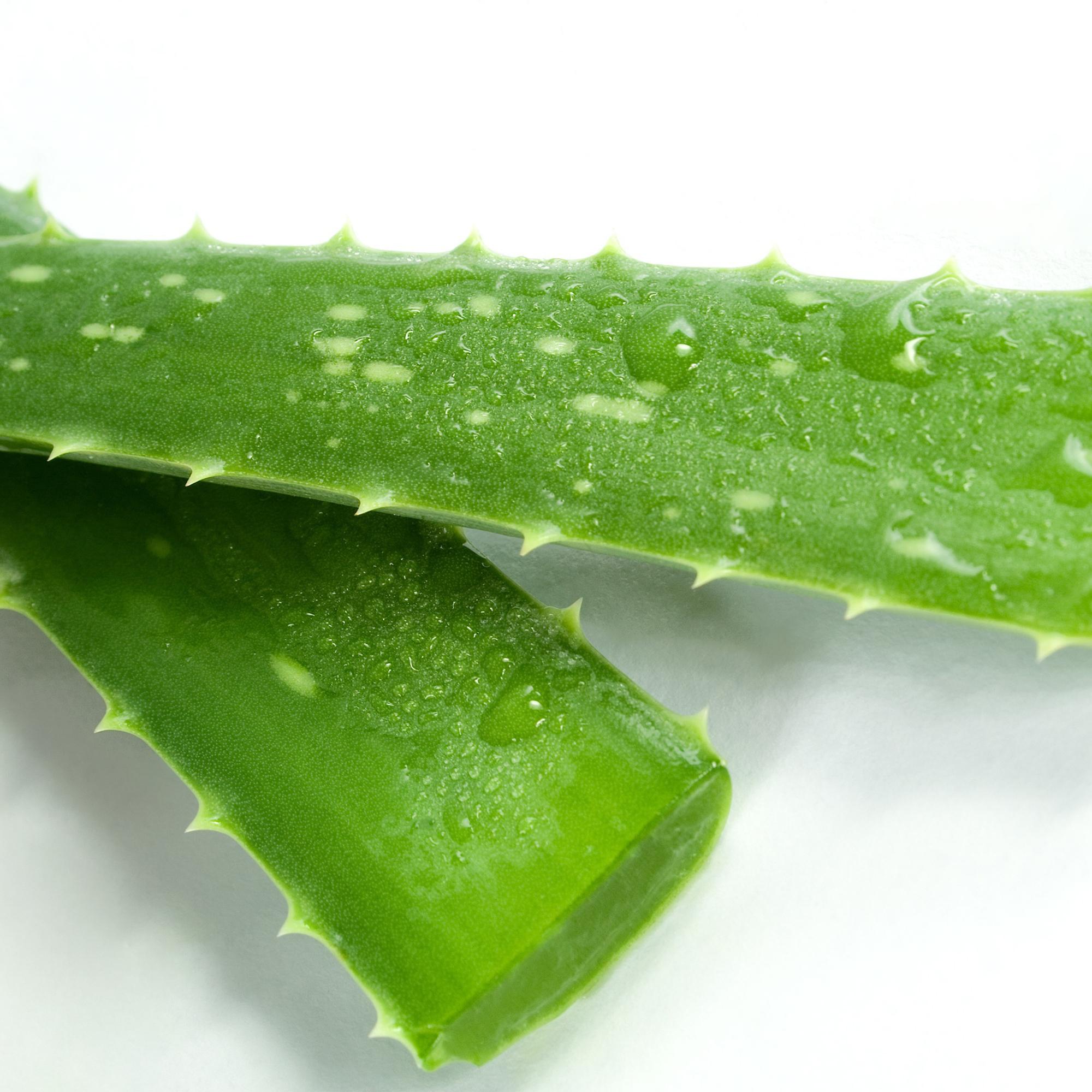 大脑放松 (芦荟asmr轻音乐)