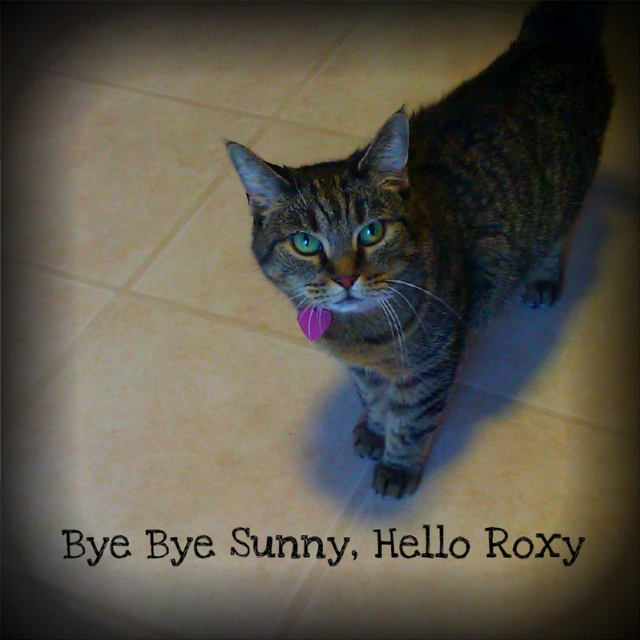 Bye Bye Sunny Hello Roxy