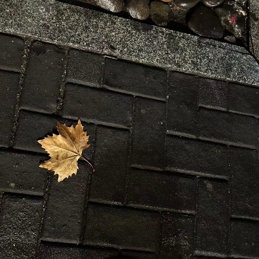 秋天里的梧桐叶