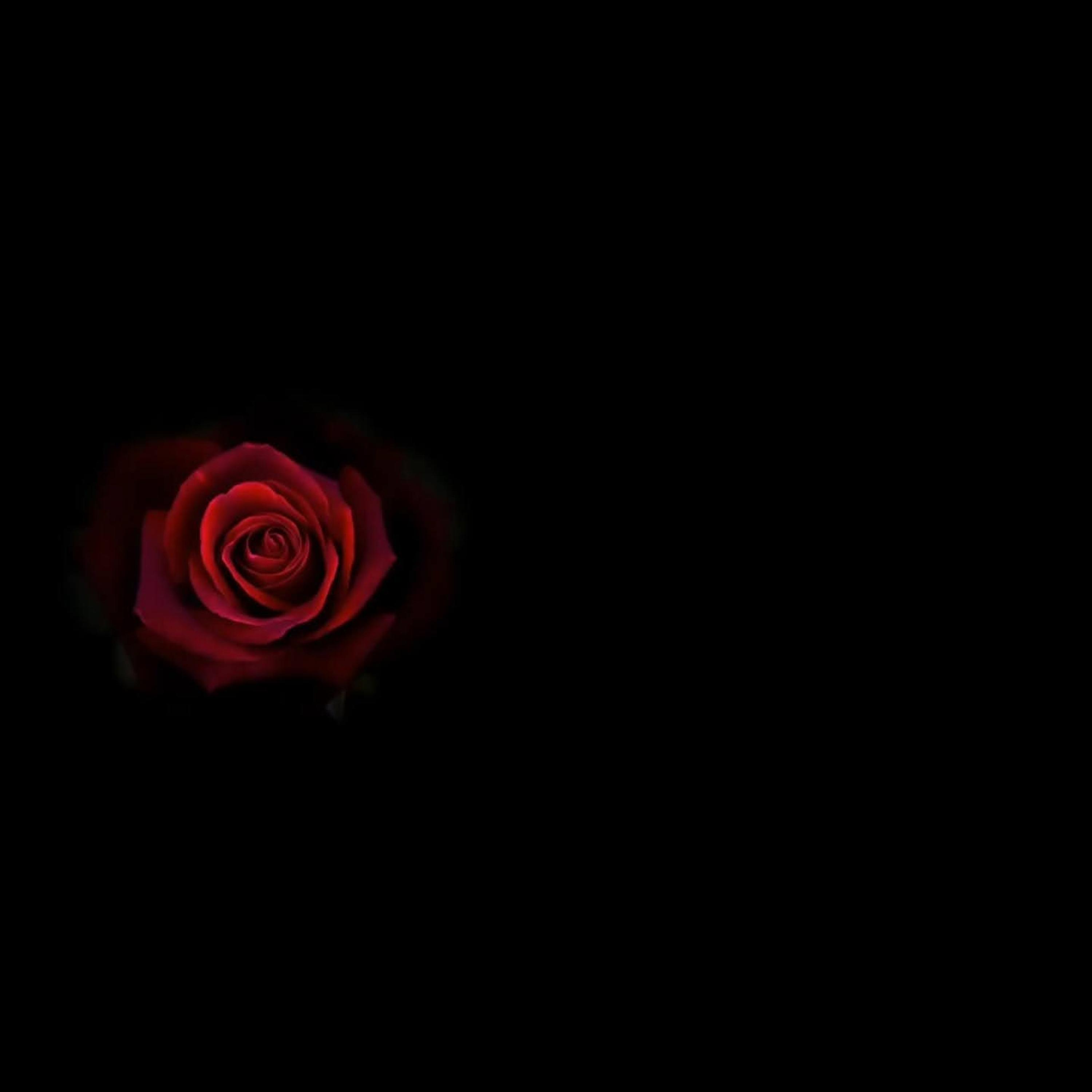 Color de rosa