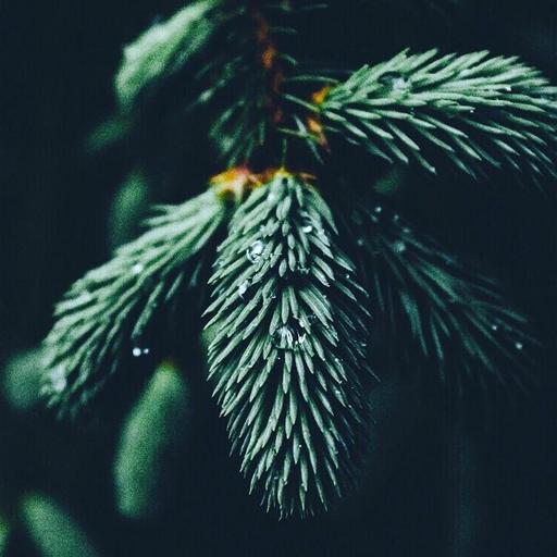ambient cover
