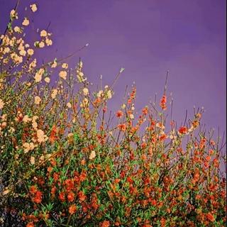 浪漫·晚霞 | 日落后，来一场烛光晚餐