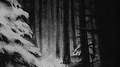 Aux Funerailles du Monde & Tristesse Hivernale - Split专辑