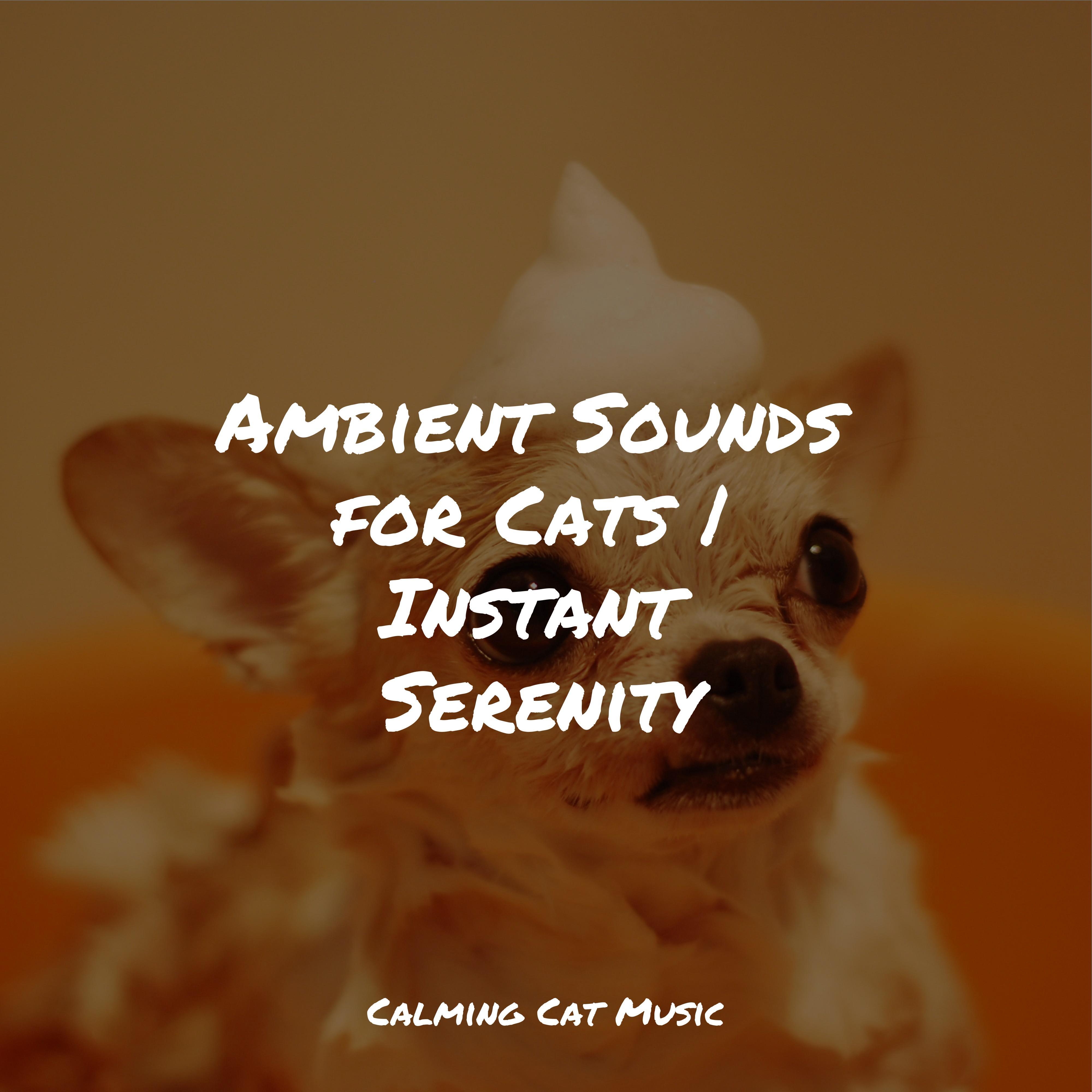 music for cats project/cat music dreams/music for resting cats