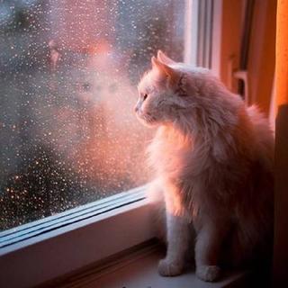 猫与情话│我和我的猫都很想你